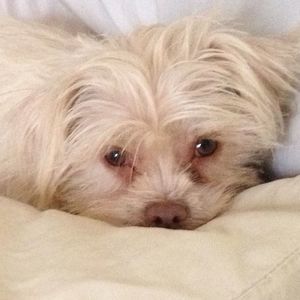 Meet your Posher, Se